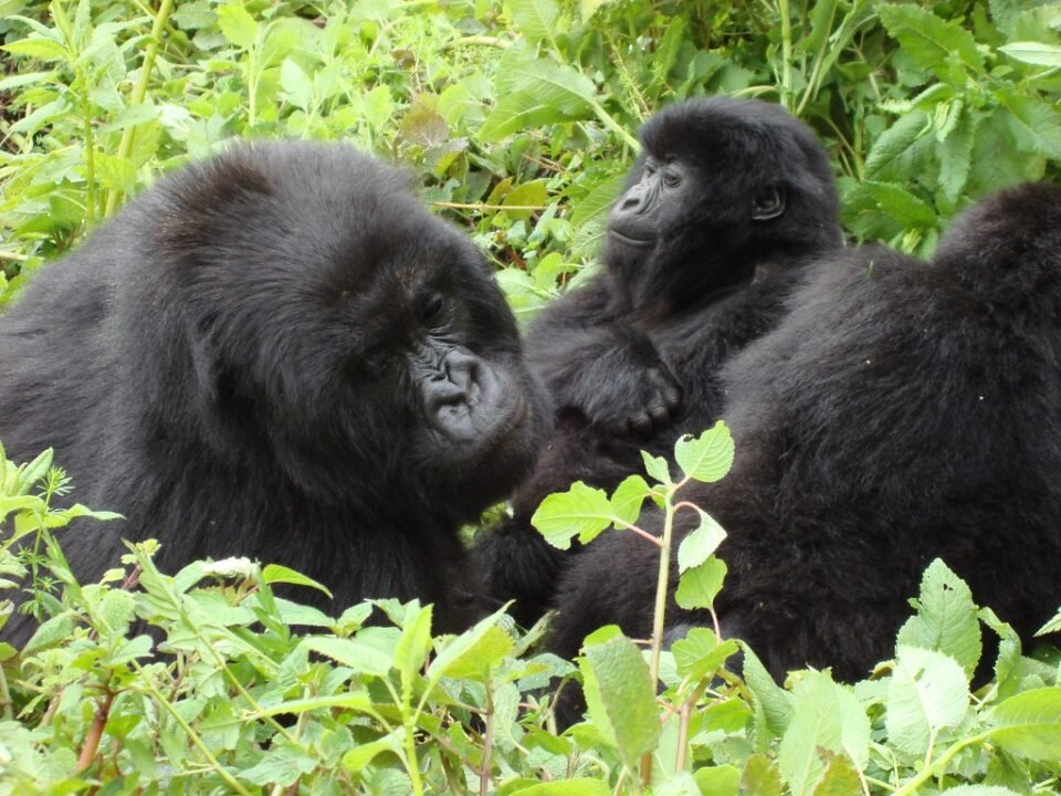 Plan Gorilla Trek