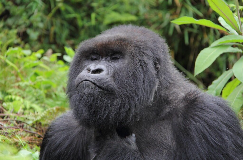 What Happens During Gorilla Trekking