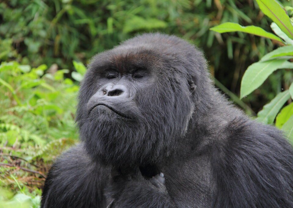 What Happens During Gorilla Trekking