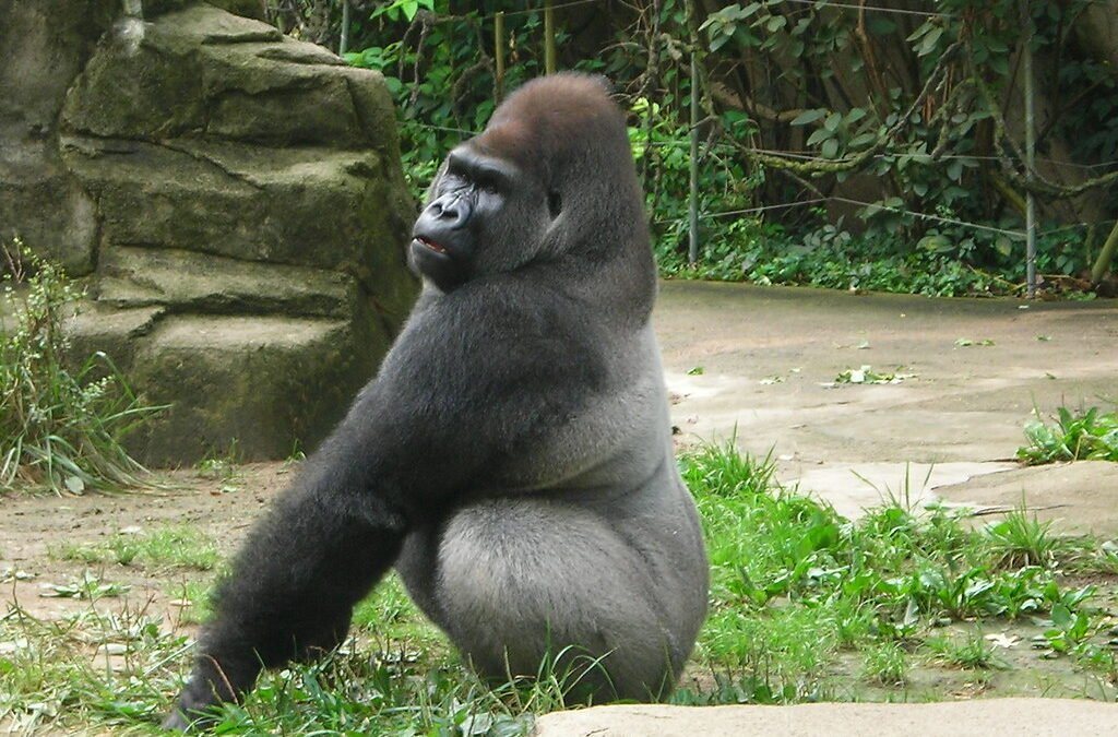 Book Gorilla Safari