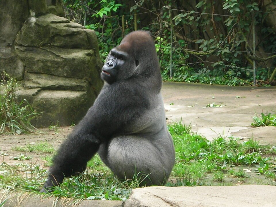 Book Gorilla Safari