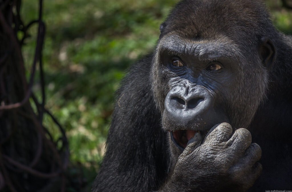 Best Times to Visit Gorillas