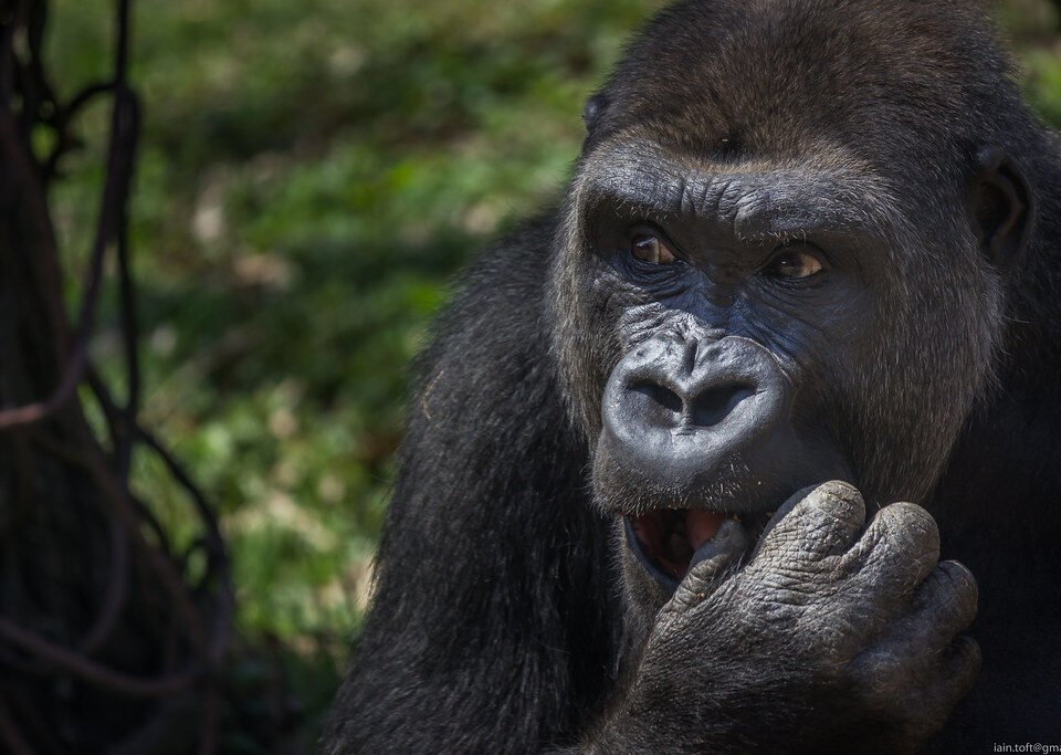 Best Times to Visit Gorillas