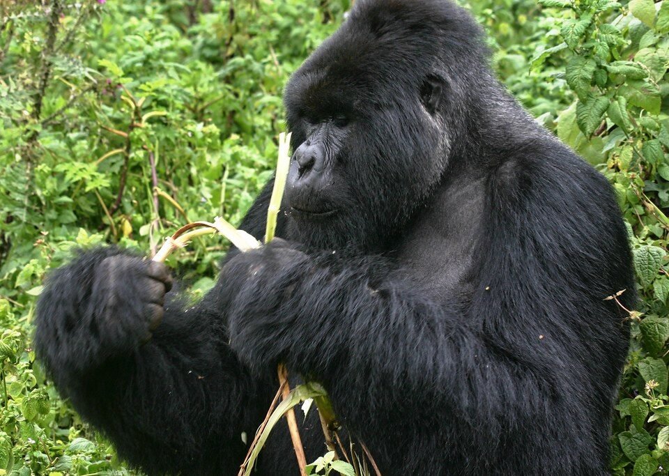 bwindi gorilla trekking guide