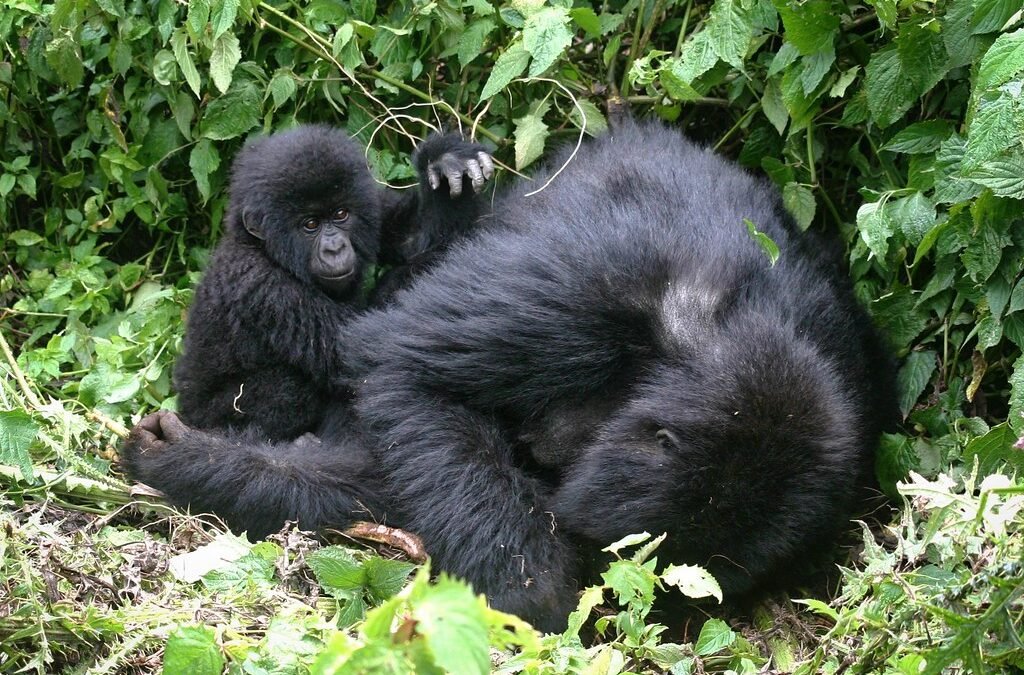 Why is gorilla trekking so expensive