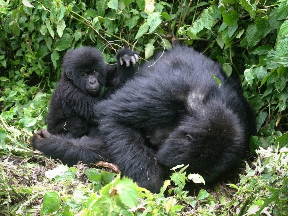 Why is gorilla trekking so expensive