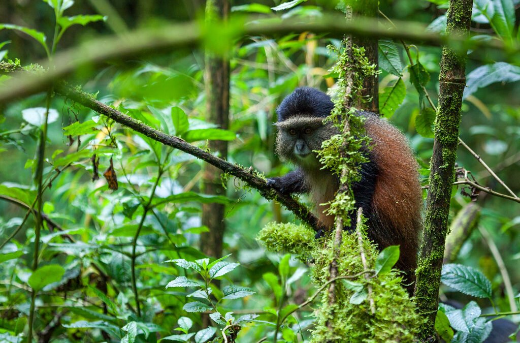 Rwanda Travel Tips