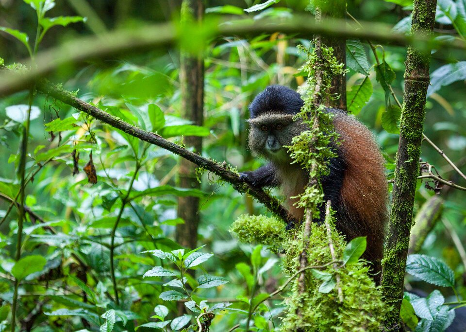 Rwanda Travel Tips