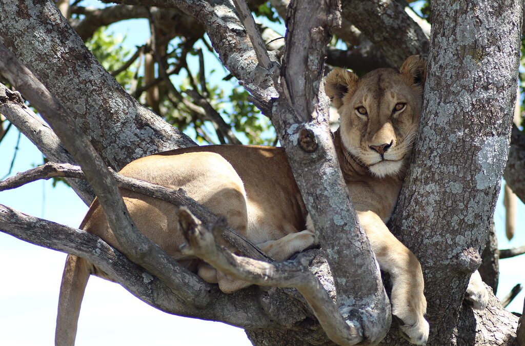 Best Places to see lions in trees