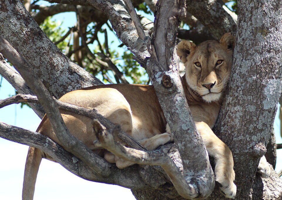 Best Places to see lions in trees