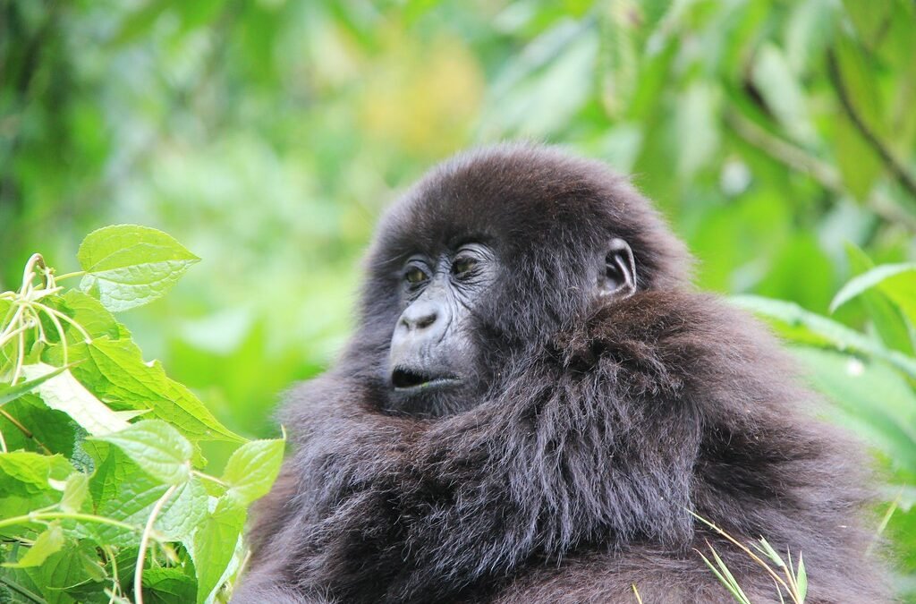 Uganda Gorilla Permit vs Rwanda Gorilla Permit
