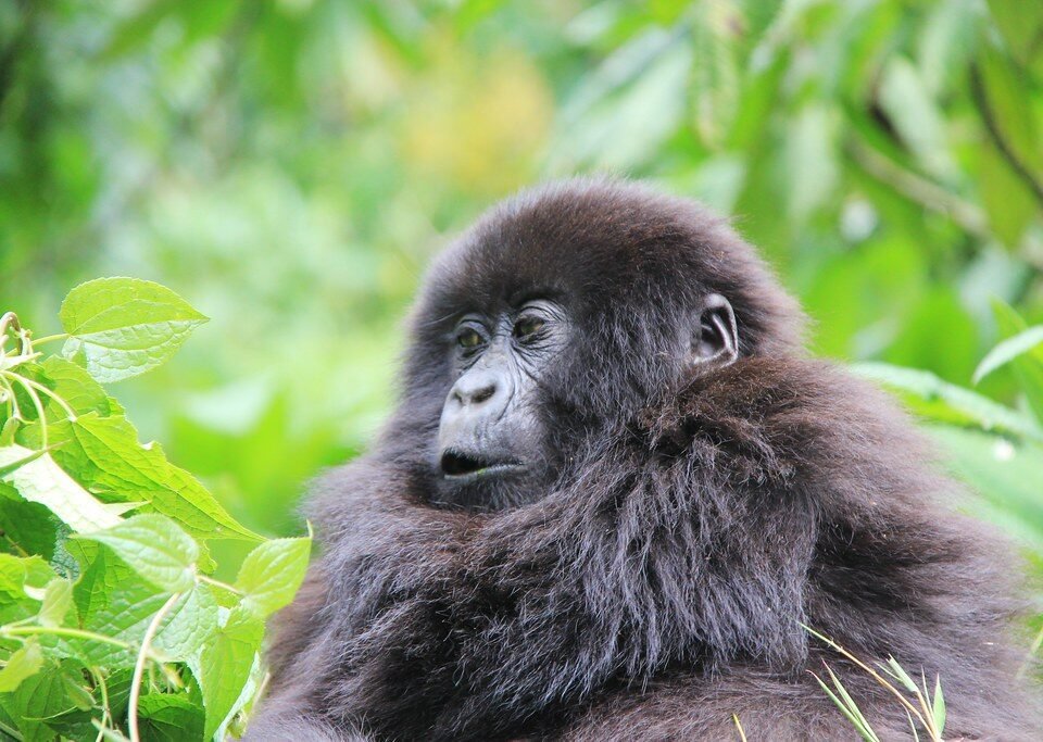 Uganda Gorilla Permit vs Rwanda Gorilla Permit