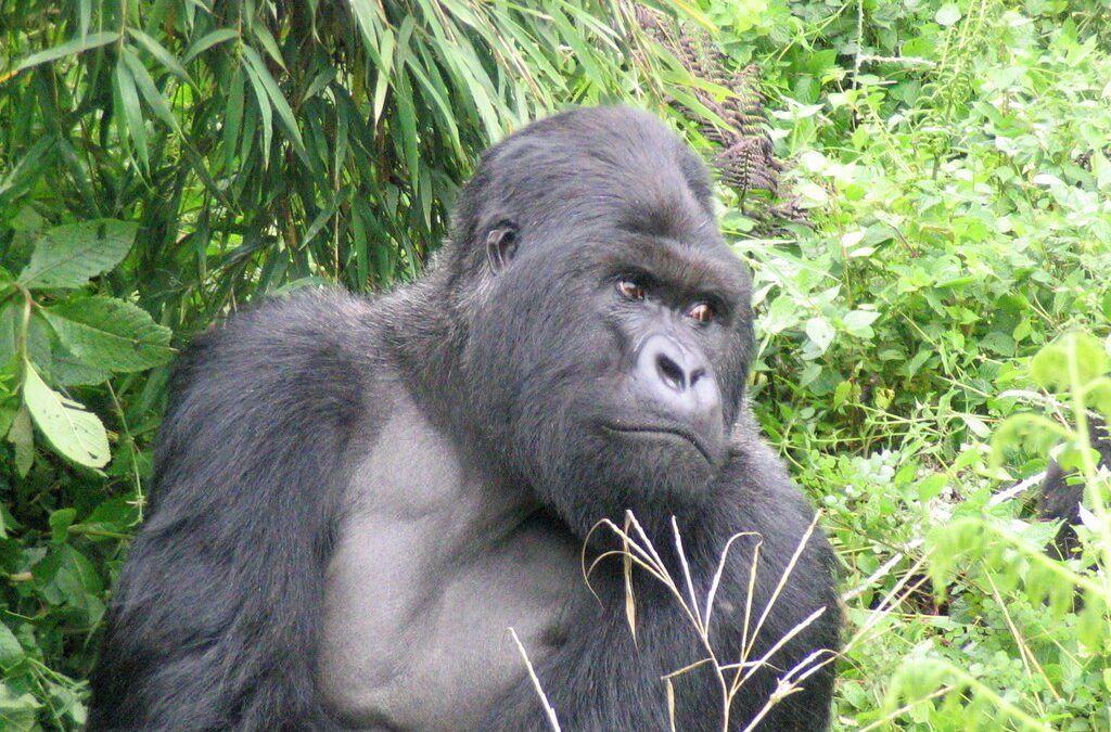 Rwanda Gorilla Safari Packages