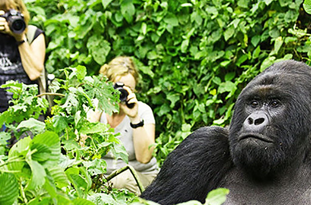 Rwanda Gorilla Trekking Tour