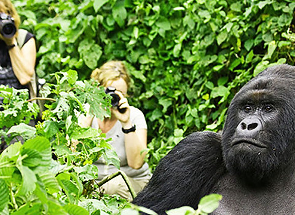 Rwanda Gorilla Trekking Tour
