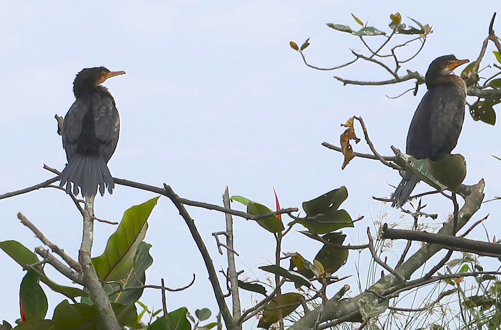 Best Time Birdwatching Uganda