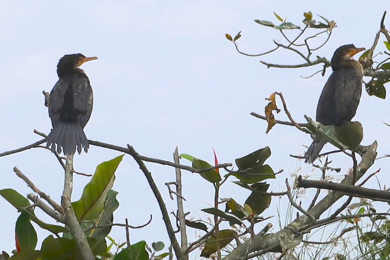 Best Time Birdwatching Uganda