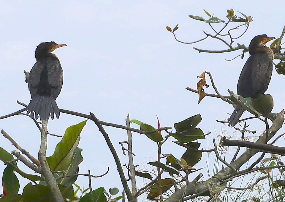 Best Time Birdwatching Uganda