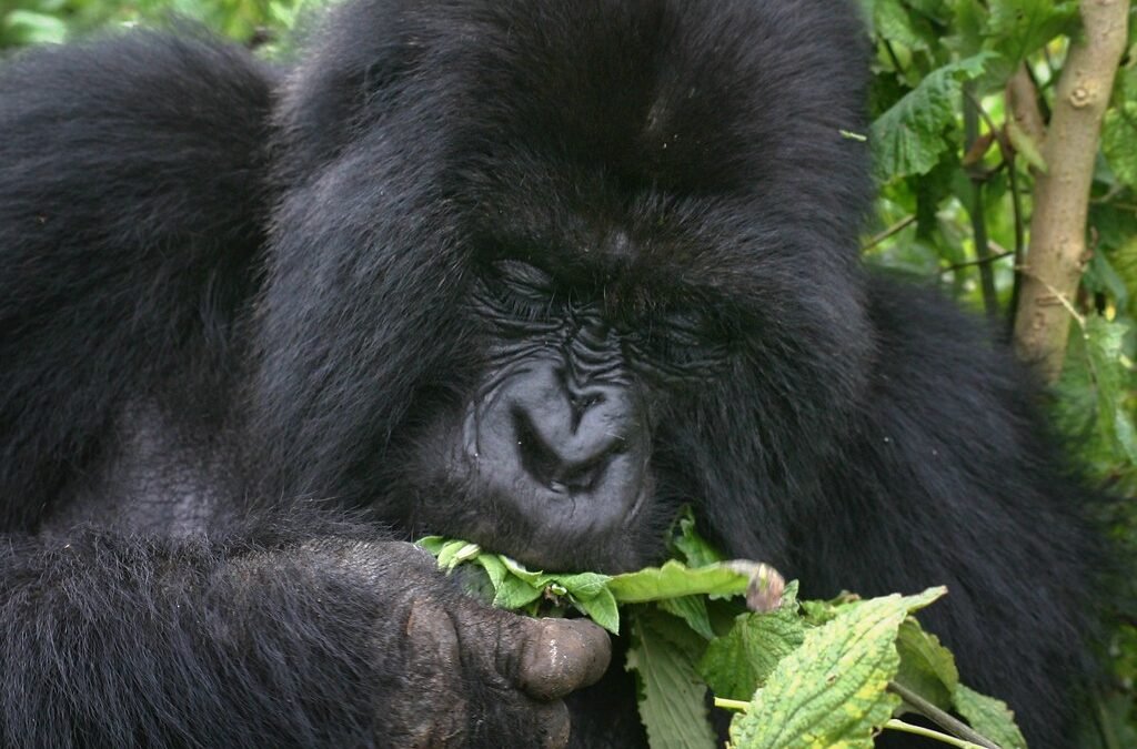 children gorilla trekking