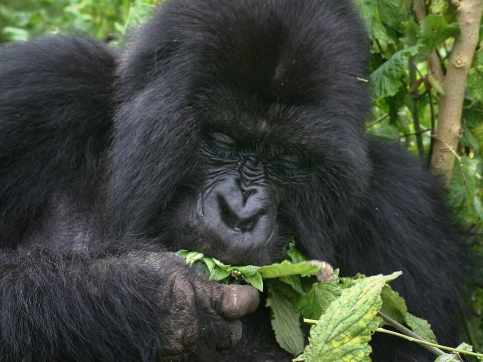 children gorilla trekking