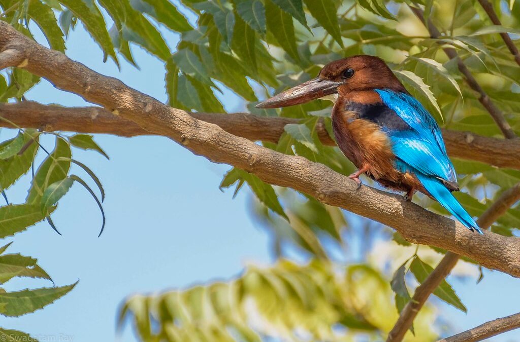 Birders Love Uganda