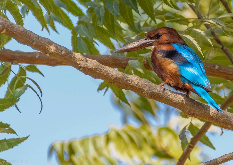 Birders Love Uganda