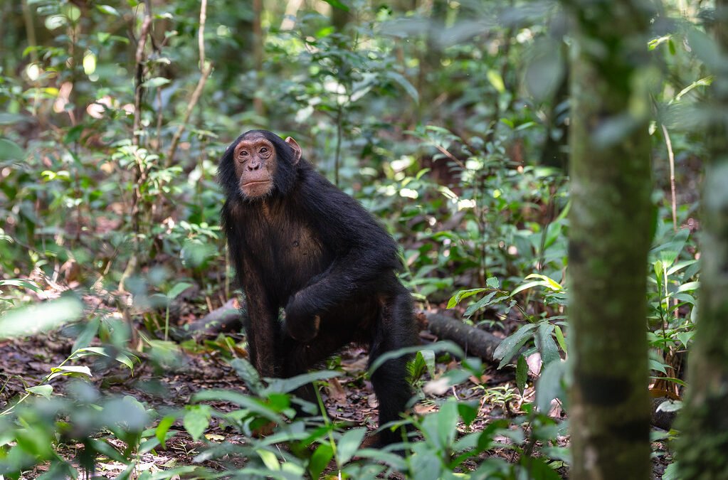Chimpanzee Trekking Duration