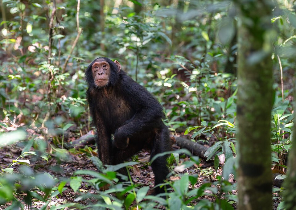 Chimpanzee Trekking Uganda