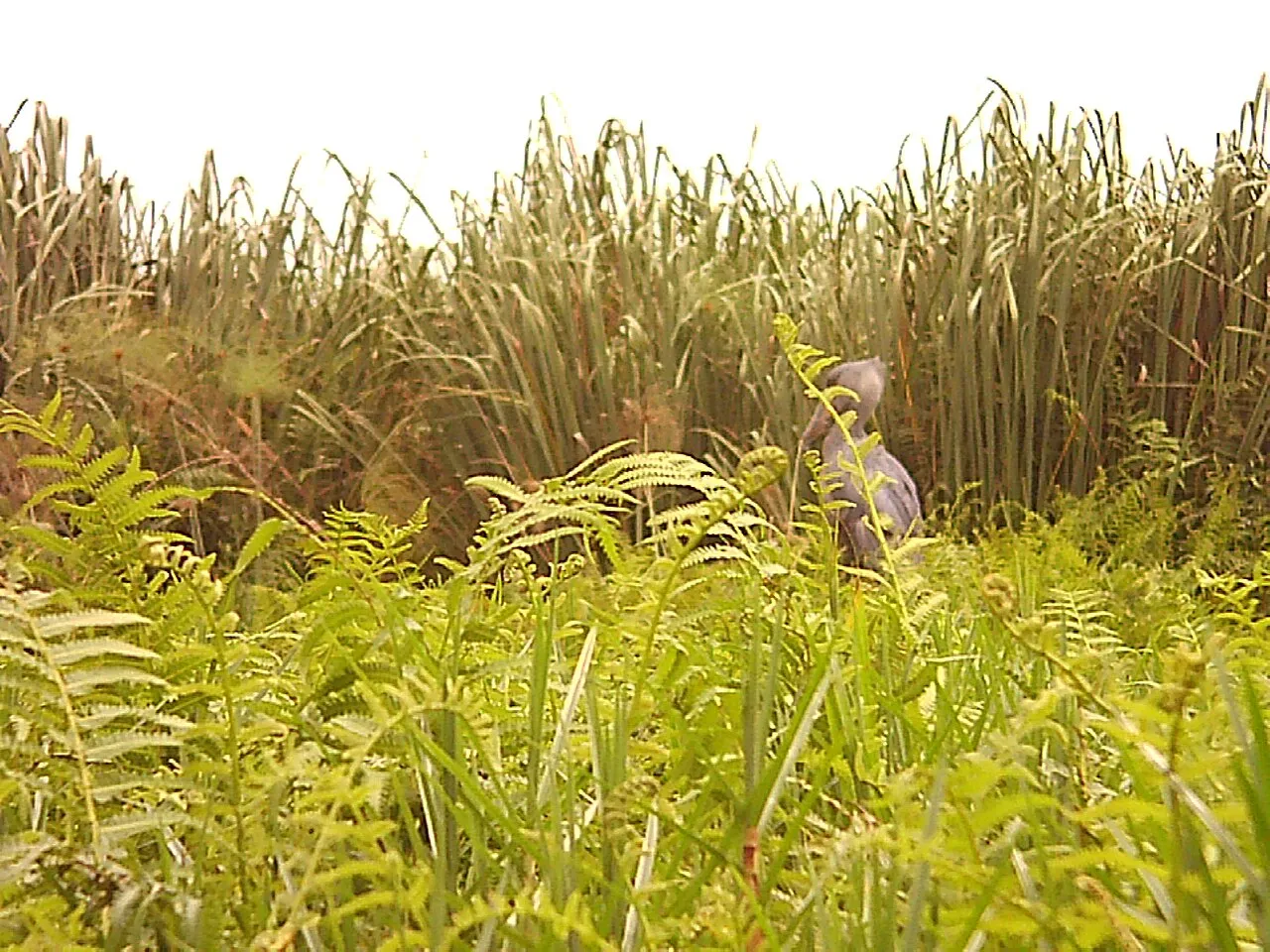 Adult shoebill in Mabamba Wetlands Uganda