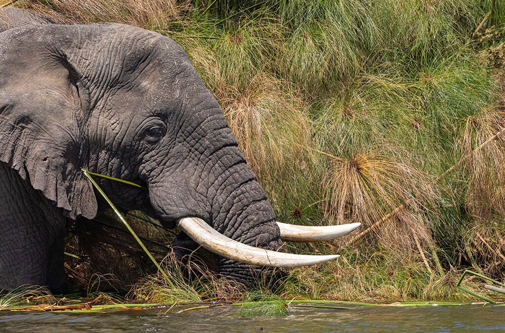 Akagera National Park Facts
