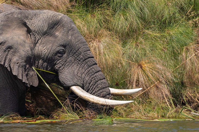 Akagera National Park Facts