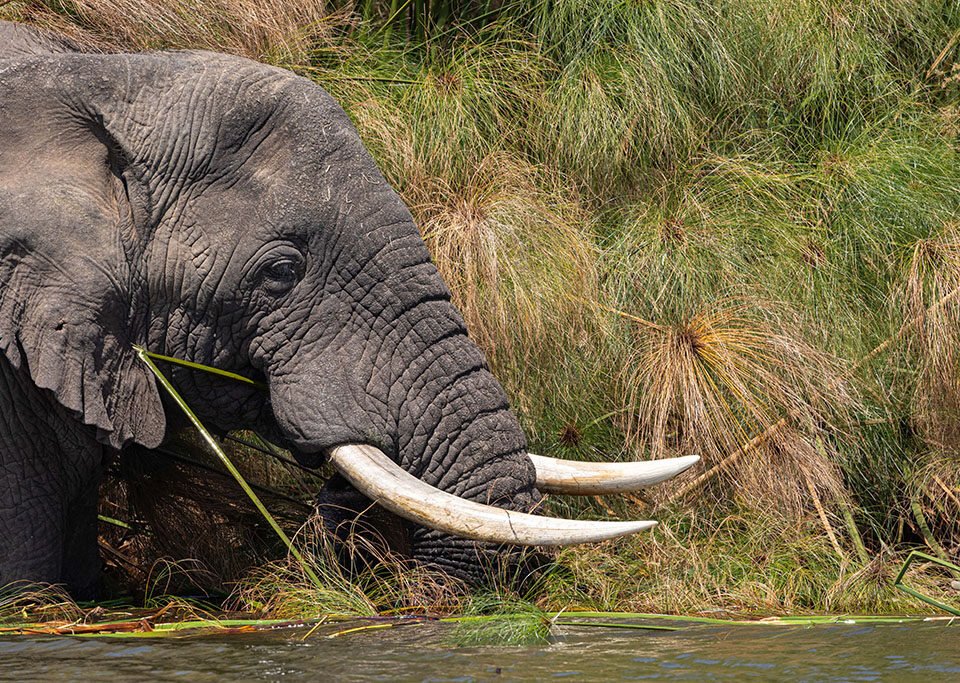 Akagera National Park Facts