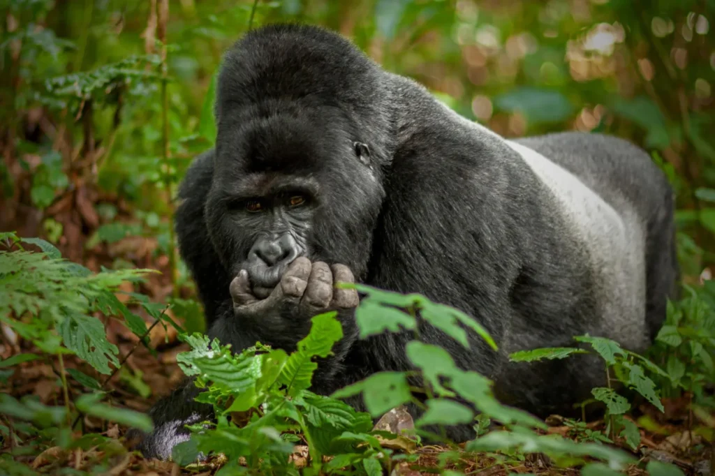 Can Elderly Travelers Go Gorilla Trekking