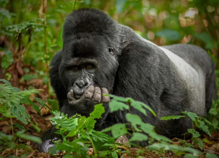 Can Elderly Travelers Go Gorilla Trekking?