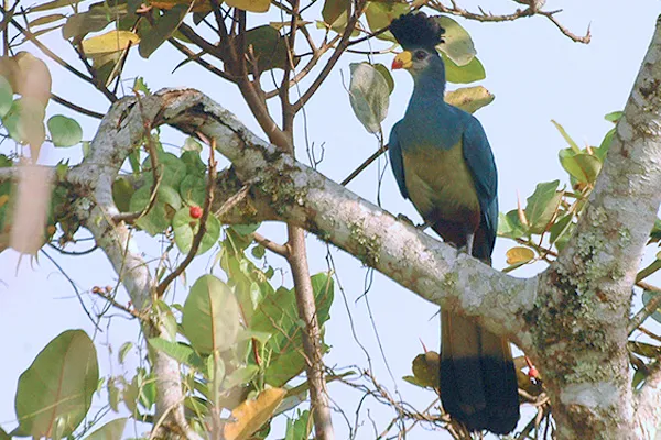Great blue turaco photographed in Uganda