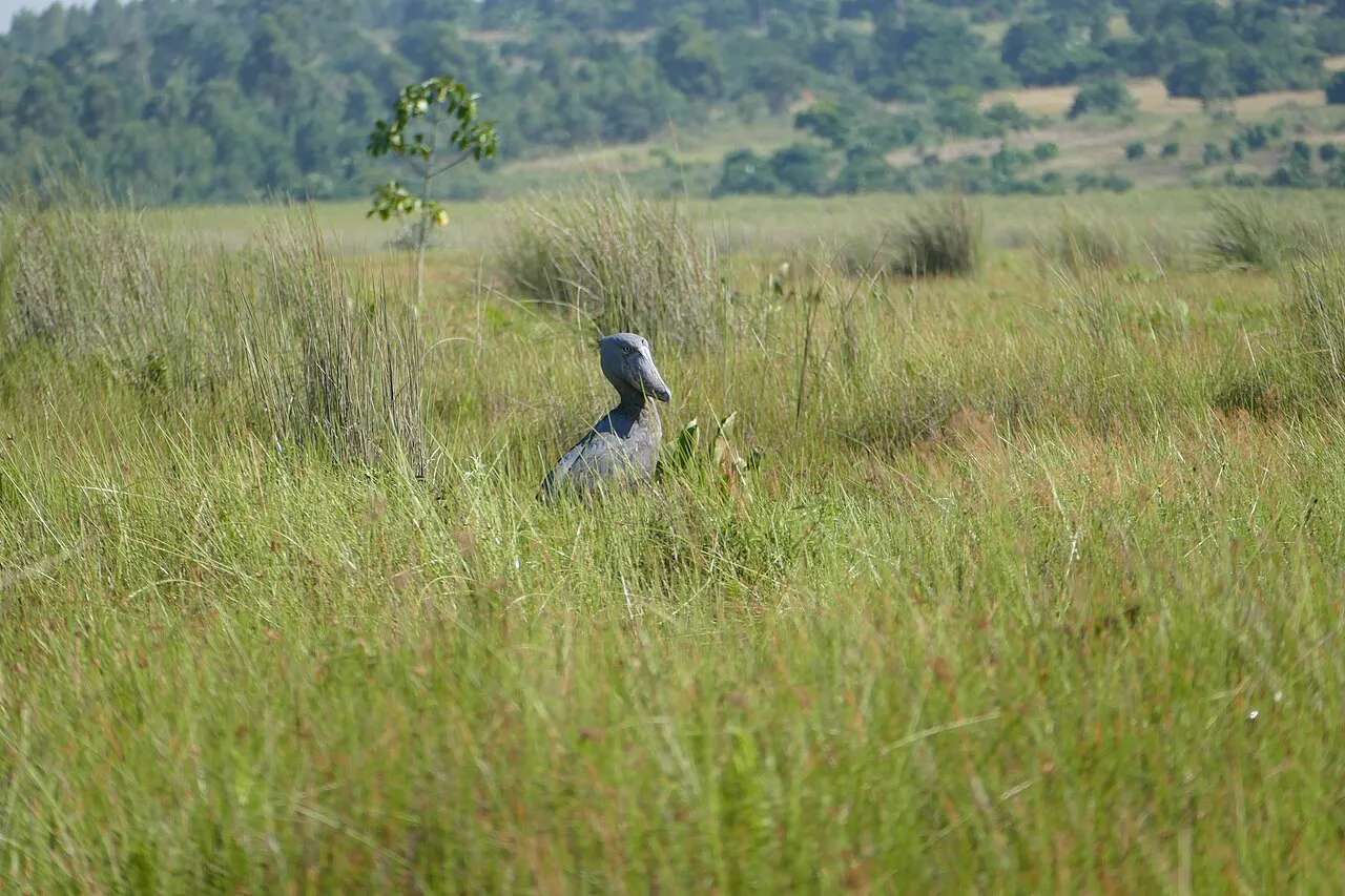 Shoebill photographed during a boat excursion in Mabamba Wetland Uganda