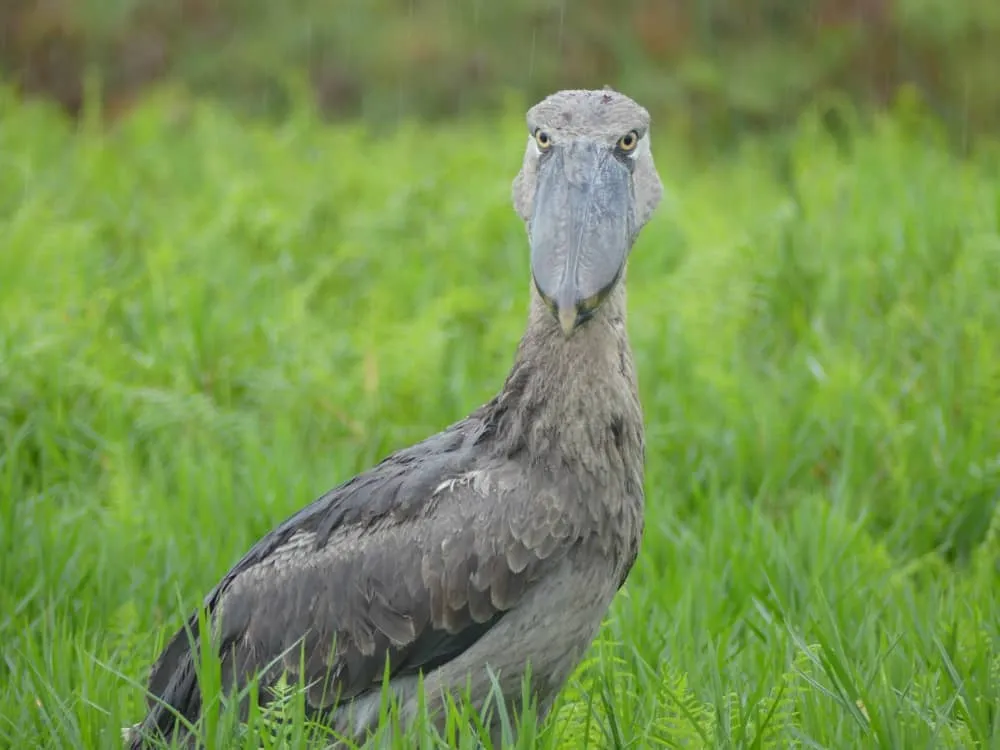 Shoebill photographed in Murchison Falls National Park Uganda
