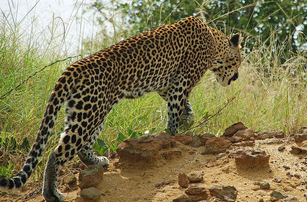 10-Day Uganda Safari Itinerary