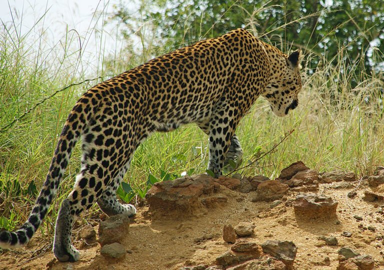 10-Day Uganda Safari Itinerary