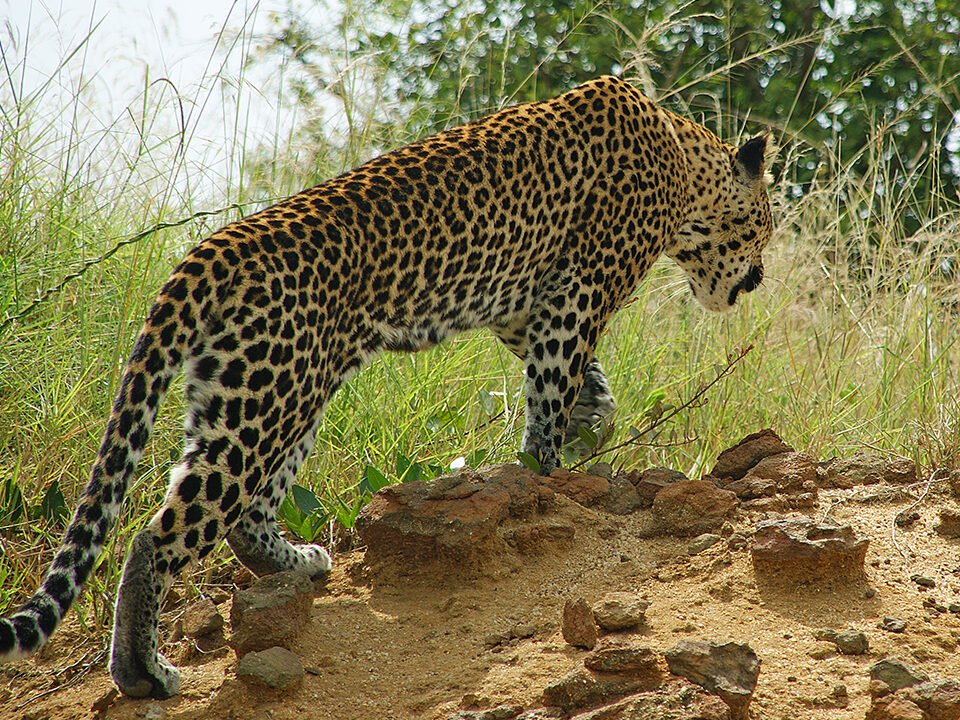 10-Day Uganda Safari Itinerary