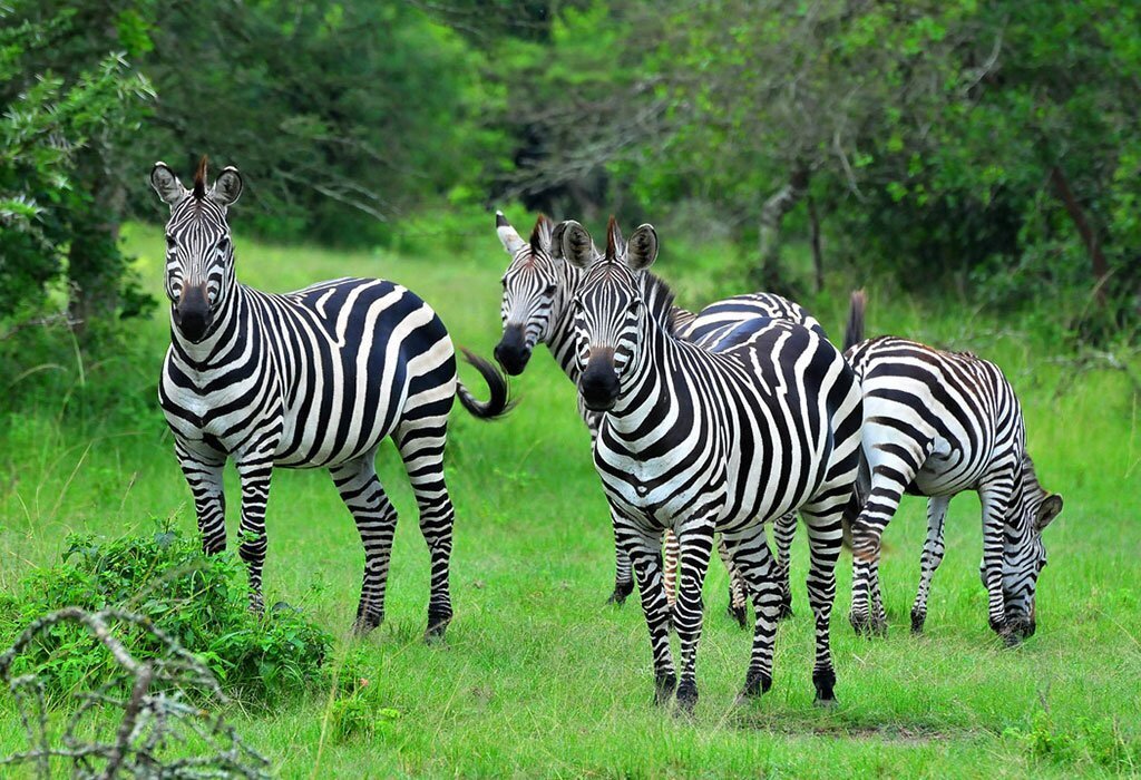 2-Day Lake Mburo Wildlife Escape
