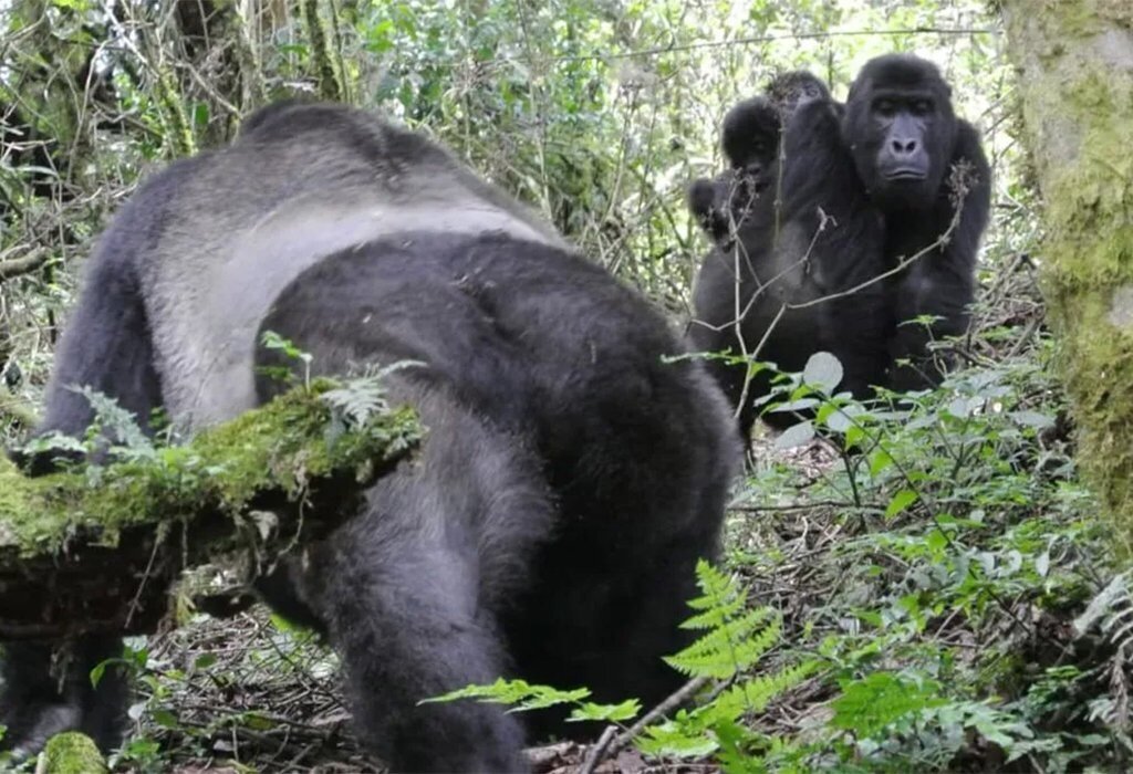 5-Day Congo Lowland Gorilla Adventure