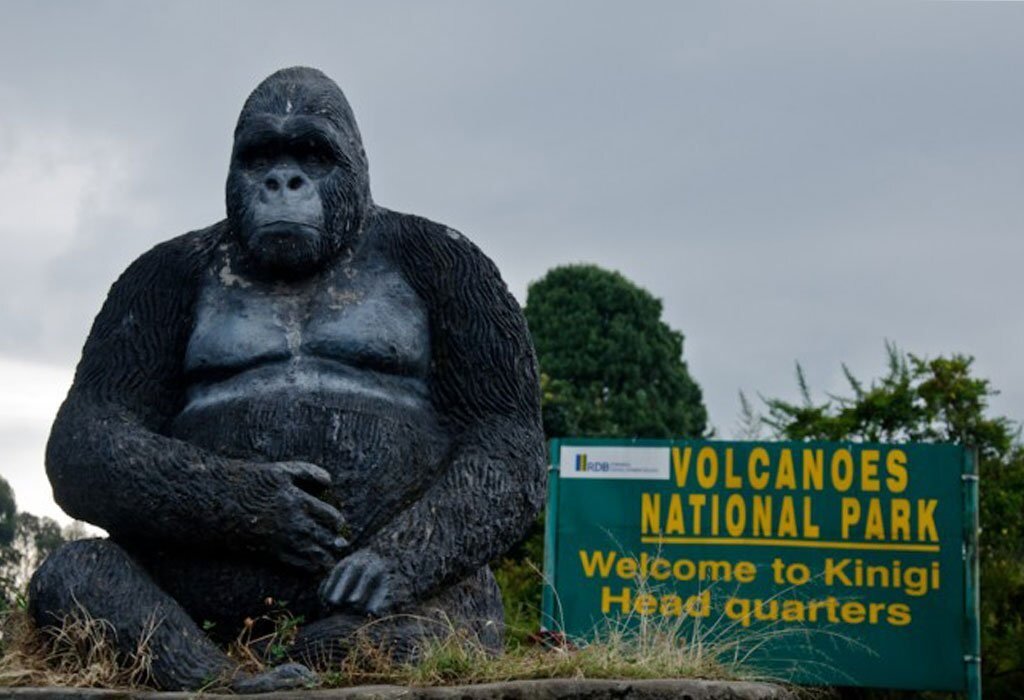 2-Day Rwanda Volcanoes Gorilla Trekking