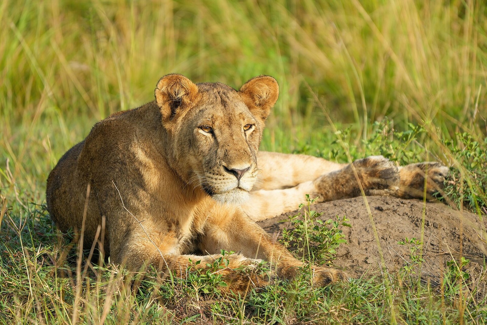 Lioness Queen Elizabeth National Park wildlife safari after gorilla trekking from Germany