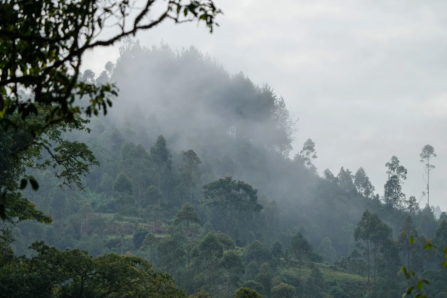 Mist rising over the forested hills of Bwindi Impenetrable National Park during a 12-days Uganda safari
