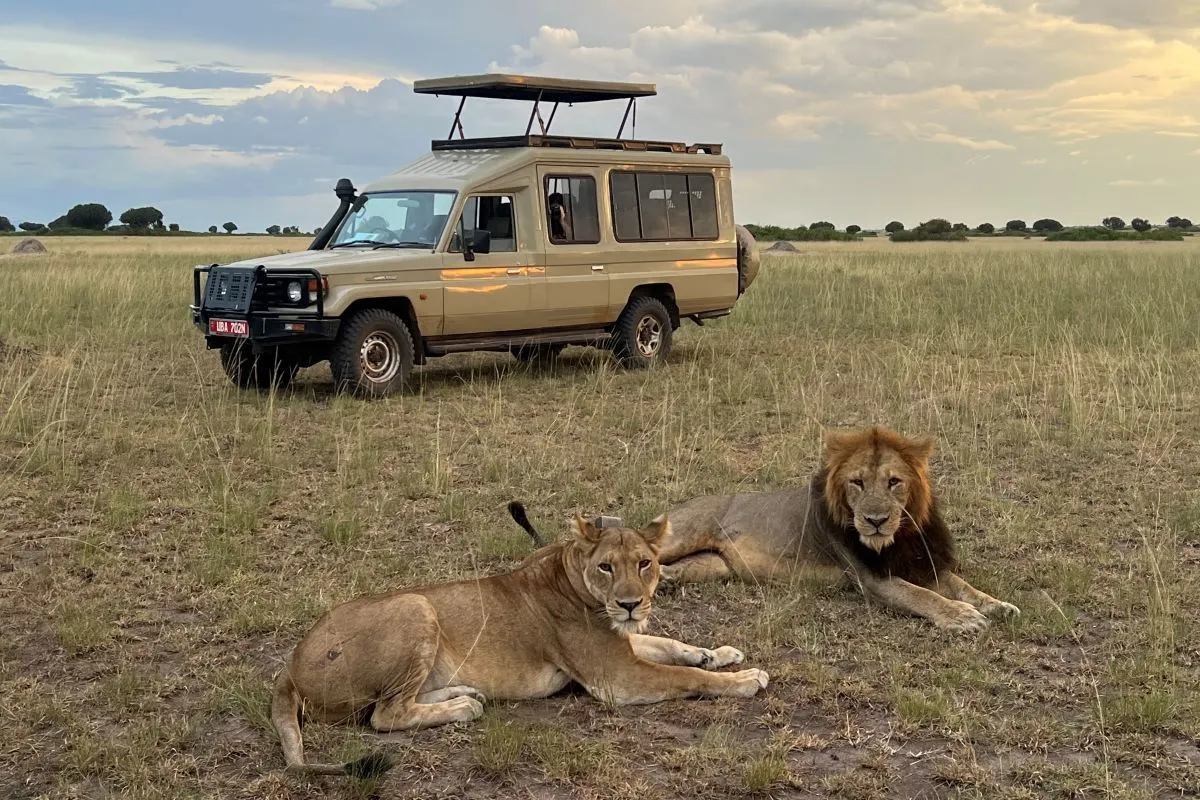 Lions resting beside a safari Land Cruiser during a 10 Days Uganda Safari