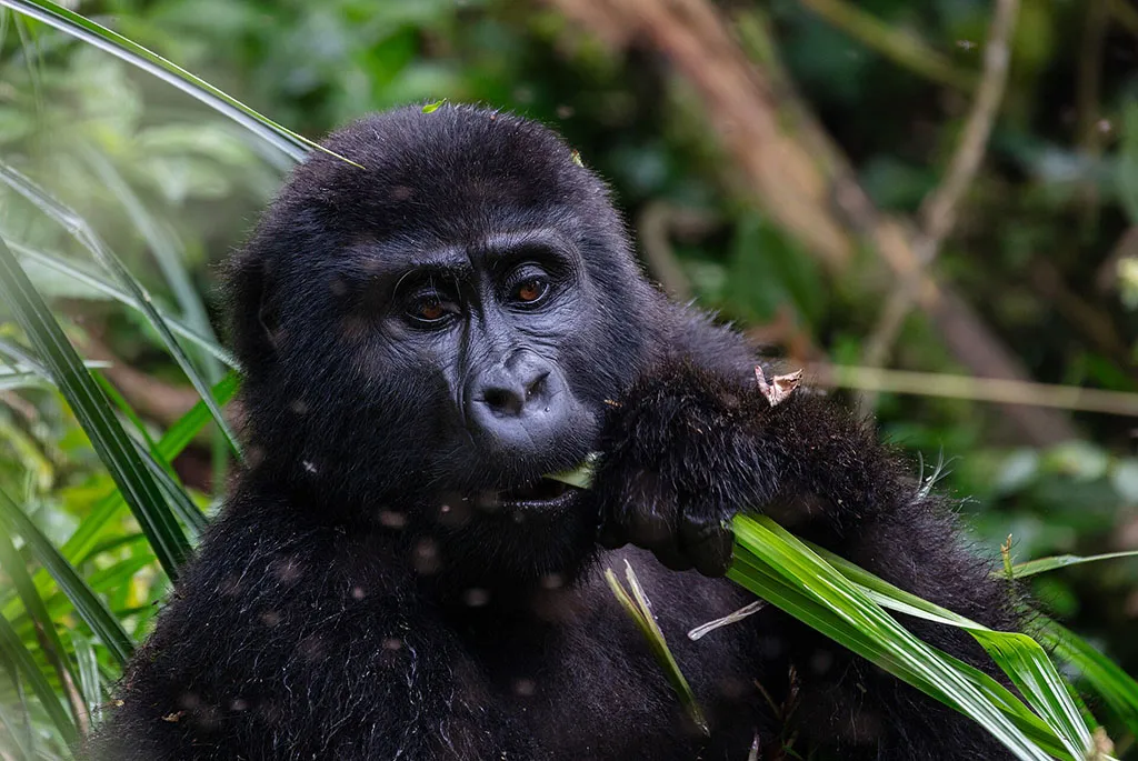 Mountain gorilla feeding on green vegetation during a Uganda gorilla trekking safari