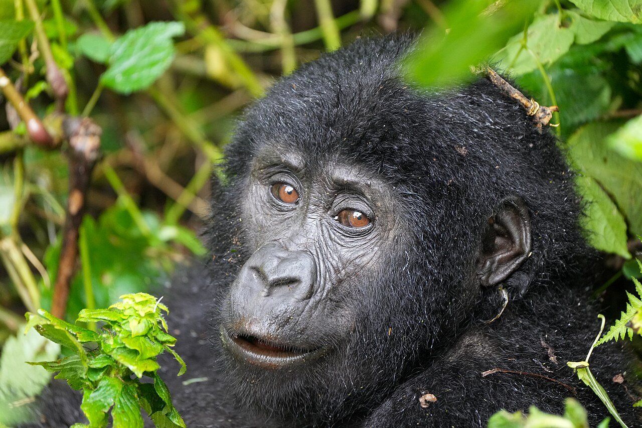 Gorilla Trekking Tour mountain gorilla in Bwindi Impenetrable National Park Uganda