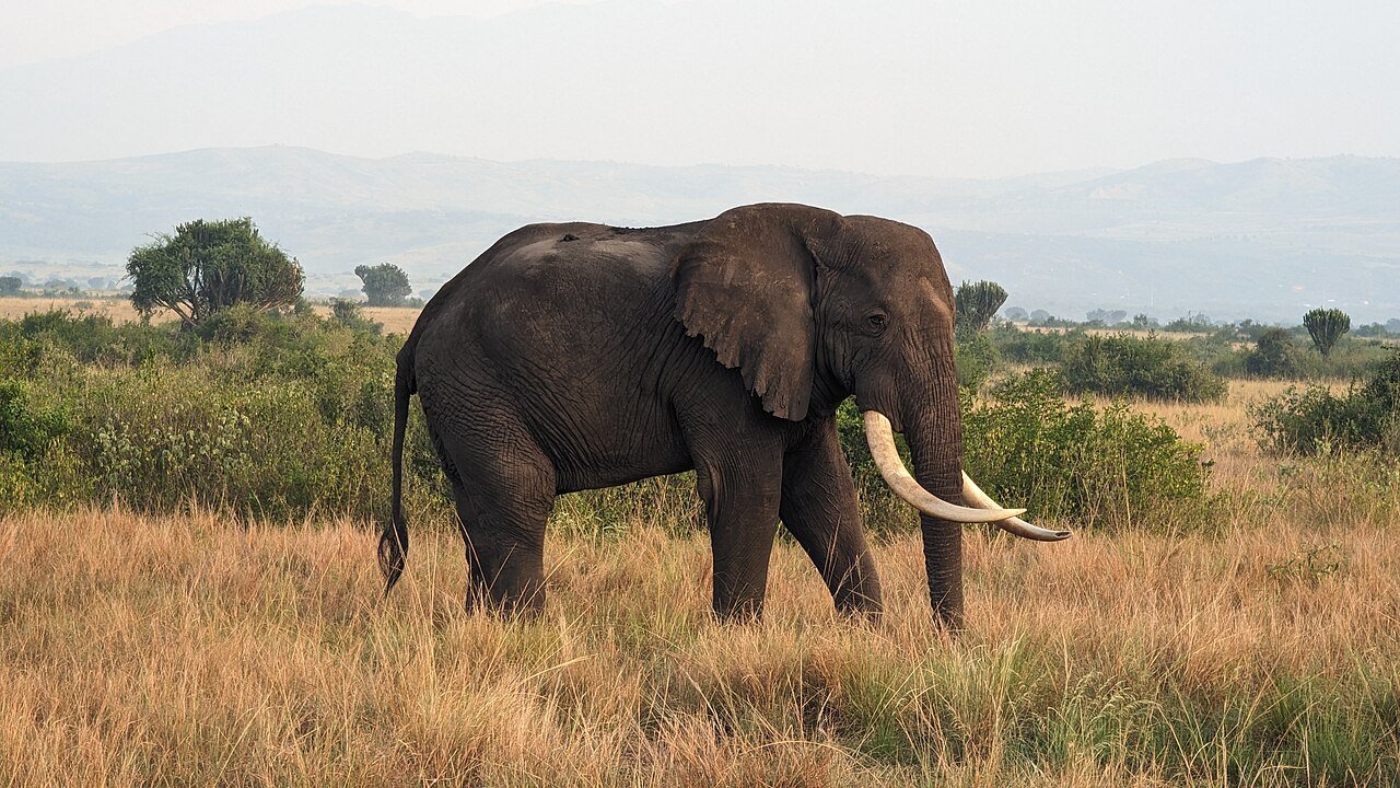 Elephant in Queen Elizabeth National Park on a Luxury Uganda Gorilla Safari