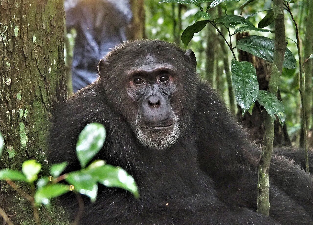 Chimpanzee in Kibale National Park combined with a Gorilla Trekking Safari